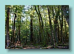 121_Lord Of The Rings Forest